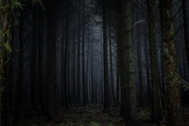 The Dark Forest